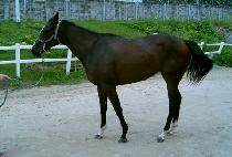 ��Ÿ�̰� (NEW TIGER) ����