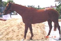 Ű���� (KIWI MAN) ����