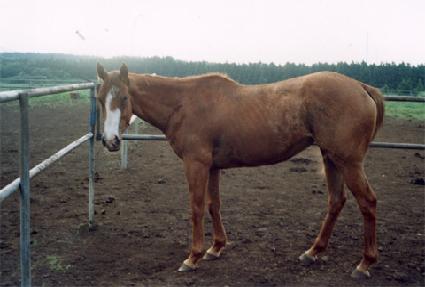 �ֽ�Ʈ��������� ����