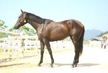 ������ (GONGNOPAE) ����