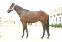 ��������� (DELAWARE BAY) ����