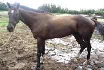 �Ͻ÷�Ʈ (ROXY RENT) ����