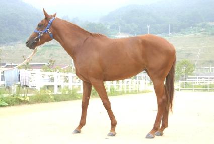 ����Ʈ������ƽ ����