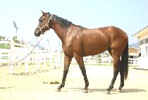 �ʰ�� (PILGYEONGSA) ����