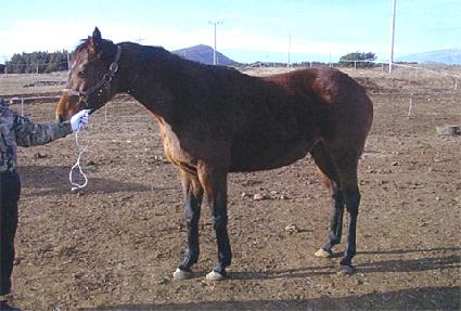 ������� ����