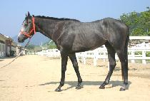 �轺��ƲŰ�� (TOM��SLITTLEKIPPER) ����