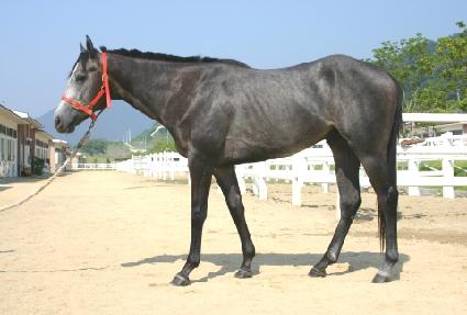 �轺��ƲŰ�� ����