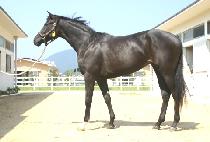 ü��Ű�� (CHEROKEE MORN) ����