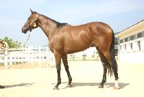 �����ѽ�ȭ (WIDAEHAN SINHWA) ����