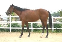 ����Ʈ�������ũ (ESTRELA BERSERK) ����