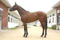 ���۷���Ʈ (OPERATE) ����