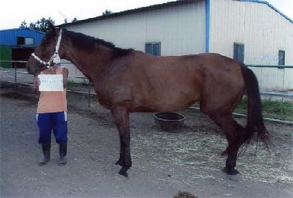 ���ν�Ʈ�� ����