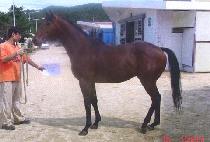 Ÿ��Ű������ (TAIKI FORTE) ����