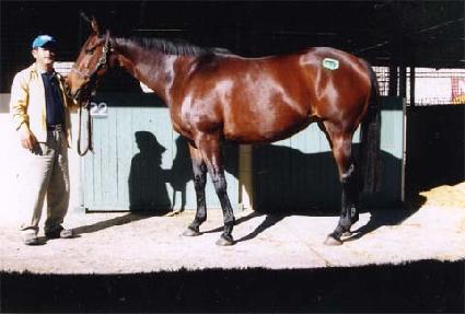 ���ɴ��ڽ� ����