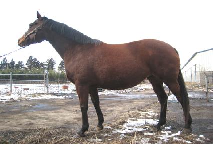 �������̵� ����