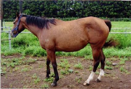 ��׽�Ÿ ����