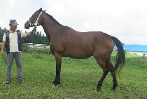 ���̳��� (HAINAULT) ����