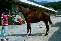 ���ѱ��� (GANGHAN GUNJU) ����