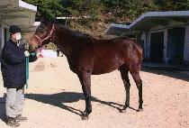 ���̾��Ŀ� (LION POWER) ����