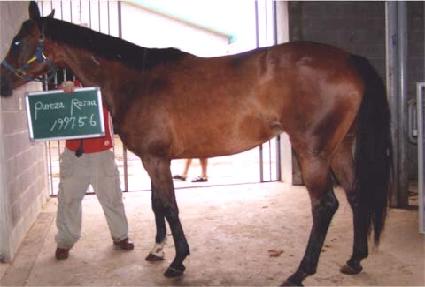 ǻ���ڷ��̳� ����