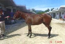 �ݸ� (GEUMMORAE) ����