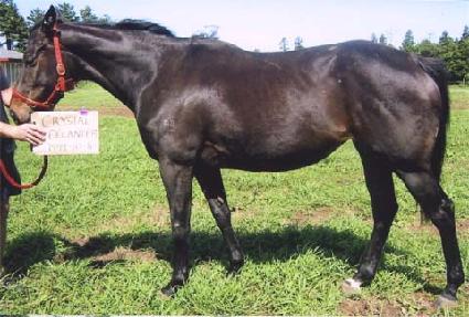 ũ����Ż��ĵ�� ����