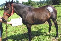 �Ƕ��� (FELINE) ����