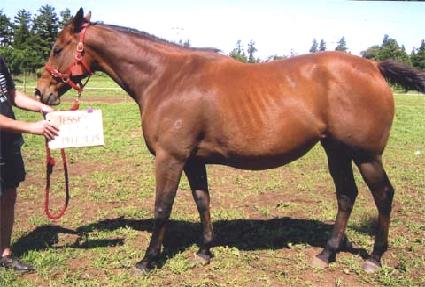 ������� ����