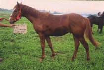 �ϵ���� (ILDEUNGGONGSIN) ����