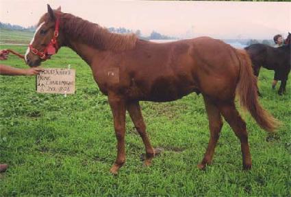 �ϵ���� ����