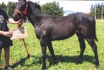 ��õ���� (GWACHEONNUBYEO) ����