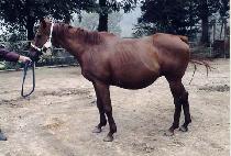 ������� (GOLDEN HIND) ����