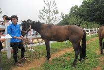 ���Ϸ������ (IRELAND SHINKO) ����