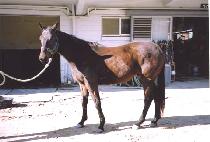 ��ġ�̷��� (WATCH ME LANCE) ����