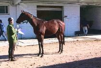 ������ (LEADER��S) ����