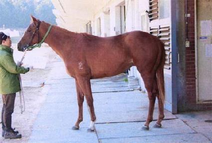 �߻� ����