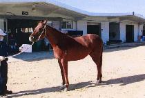 �׷���Ʈ��Ŵ (GREAT SCHEME) ����