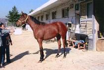 ��õ��Ÿ (GWACHEON STAR) ����