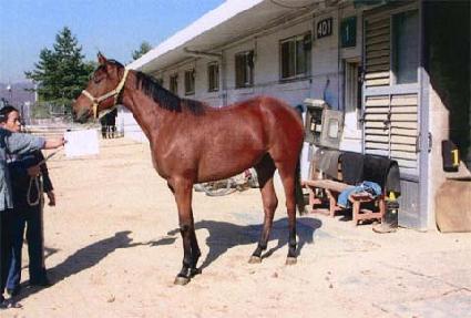 ��õ��Ÿ ����