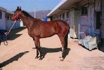 ����ǳ (SINTAEPUNG) ����