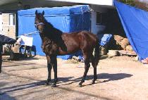 ���Ǽ����� (HAPPY SUNDAY) ����