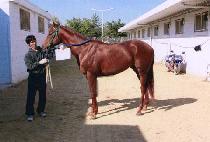 �������� (MAGIC BOUQUET) ����