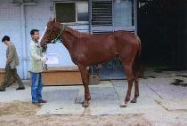 �׷��̽�ž (GRACE TOP) ����