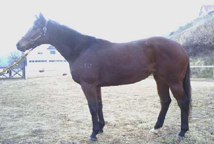 �¾��������� ����