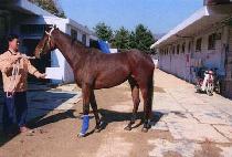 Ȳ�ݺ� (HWANG GEUM BIT) ����