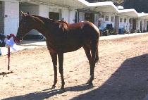 ����� (BAENGNYEON DAEGYE) ����