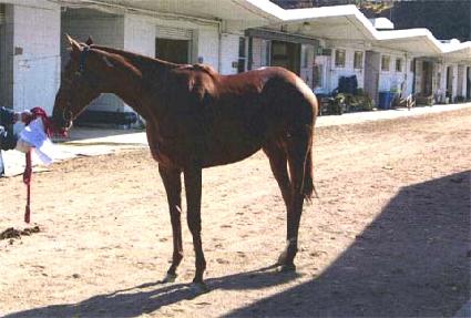 ����� ����