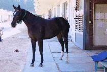 �������� (OEYU NAEGANG) ����