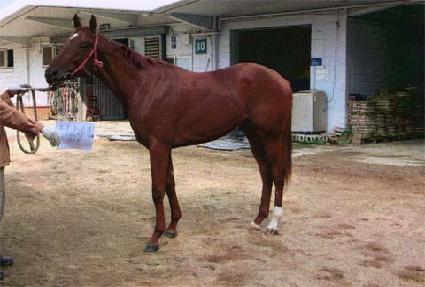 �̳� ����