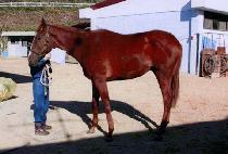 õ����� (CHEONJI JANGAK) ����